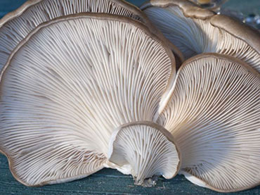 ΕΔΩΔΙΜΩΝ ΜΥΚΗΤΩΝ