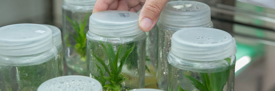 itap institouto technologias agrotikon proionton