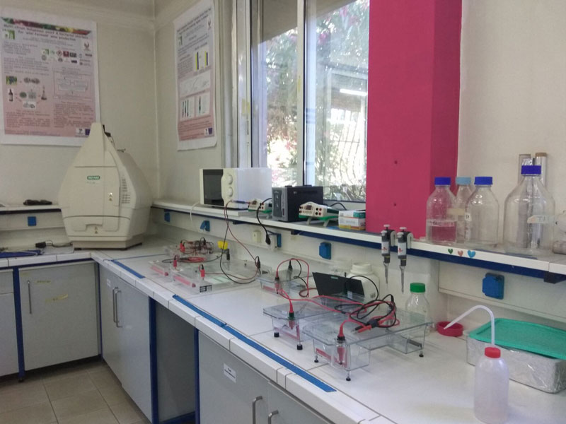 MOLECULAR ANALYSIS OF FOOD PRODUCTS